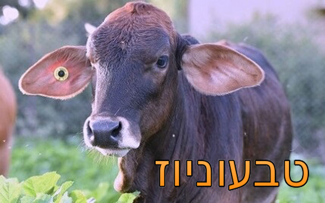 Tivonews
